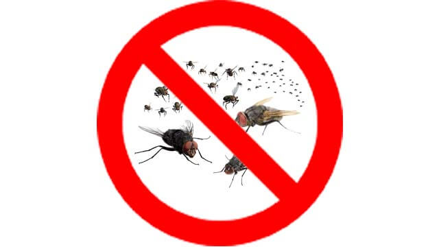 dịch vụ diệt ruồi img nen r