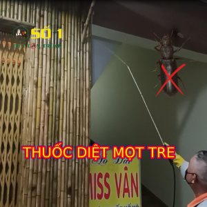 thuốc diệt mọt tre