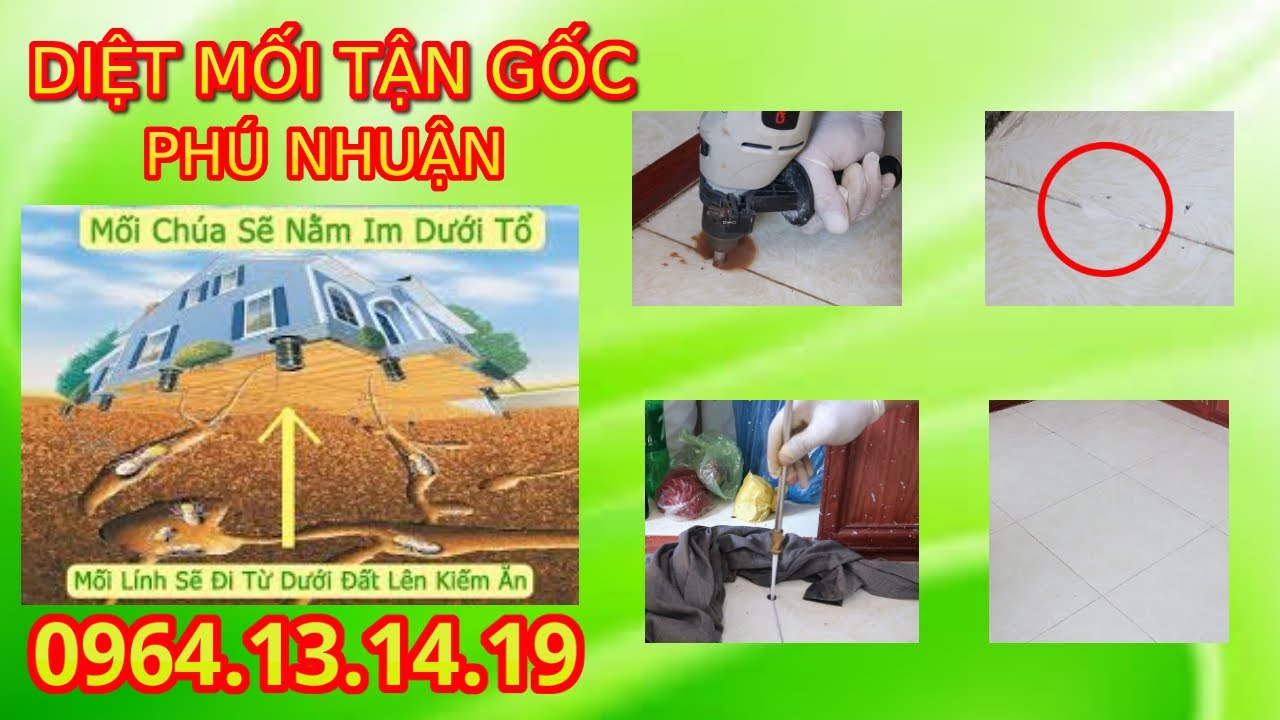 Dịch Vụ Diệt Mối Quận Phú Nhuận Tận Gốc, Giá Rẻ Tại TP.HCM 