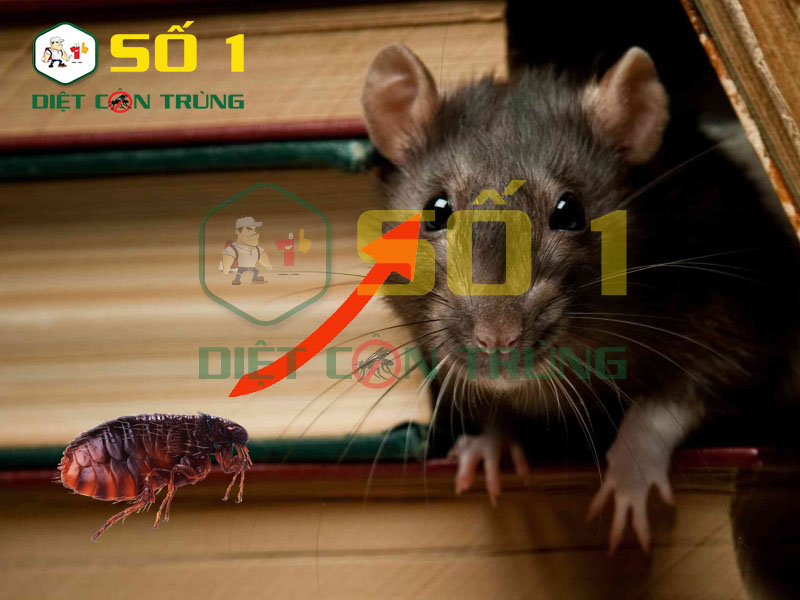 Những tác hại của chuột gây ra cho sức khỏe con người