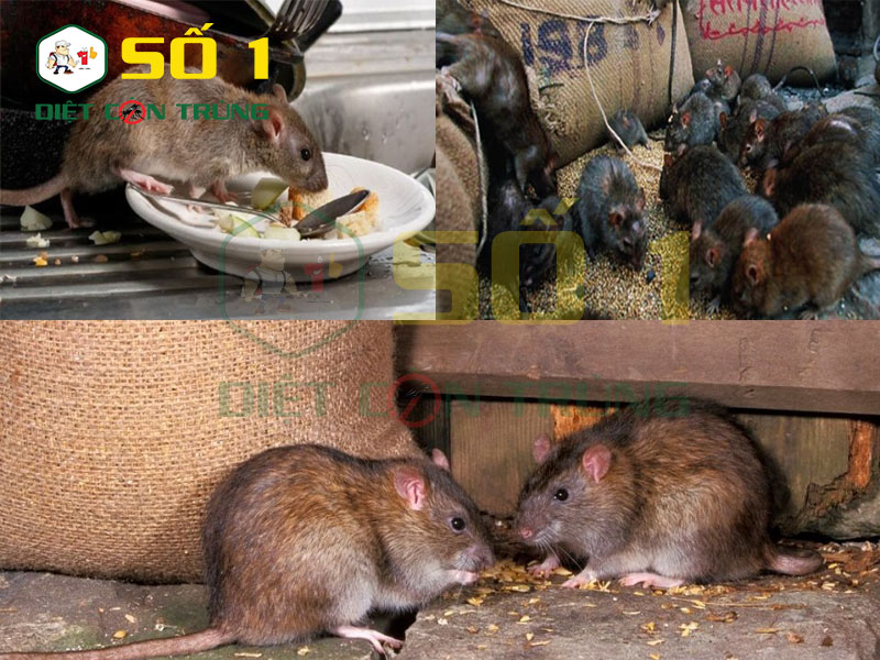 Chuột cắn phá hàng hóa, sản phẩm trong kho hàng