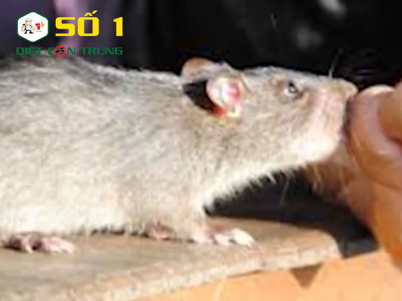 Chuột mang nhiều mầm bệnh gây nguy hại cho con người