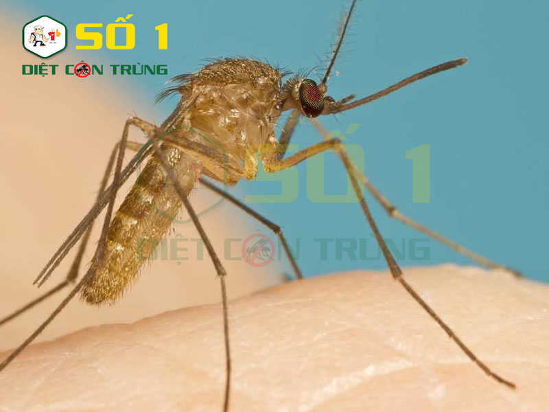 Muỗi là một trong những loài côn trùng nguy hiểm nhất thế giới