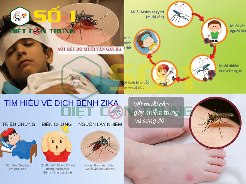 Muỗi gây ra những tác hại như thế nào cho con người