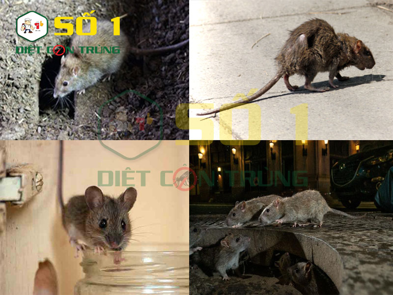 Đặc điểm sinh học của loài chuột
