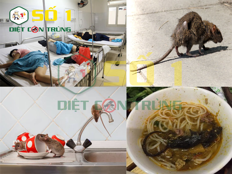 Chuột gây ra những căn bệnh truyền nhiễm nguy hiểm cho con người