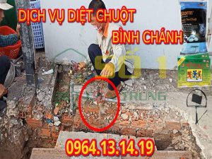Diệt Chuột Huyện Bình Chánh