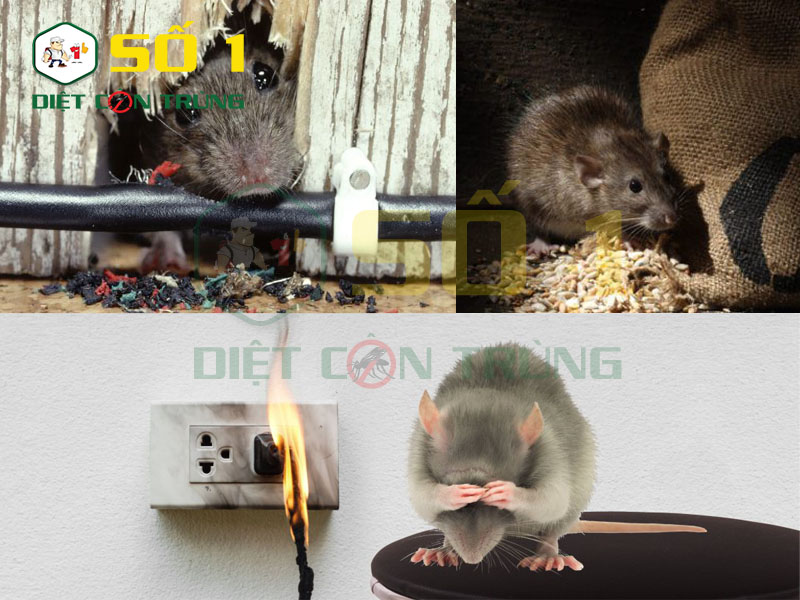 Tránh các tác hại do chuột gây ra