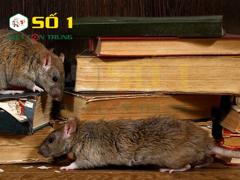 Chuột cắn sách vở