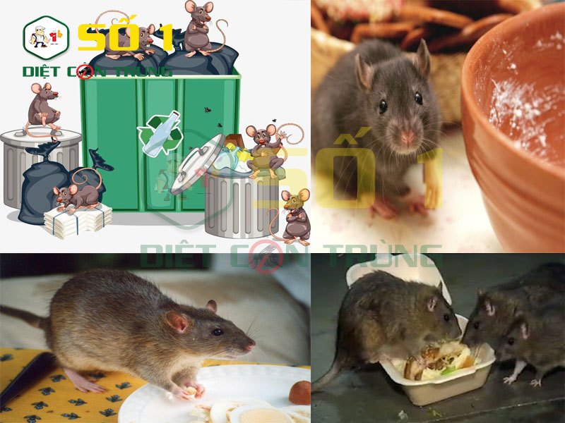 Những tác hại chuột gây ra cho con người
