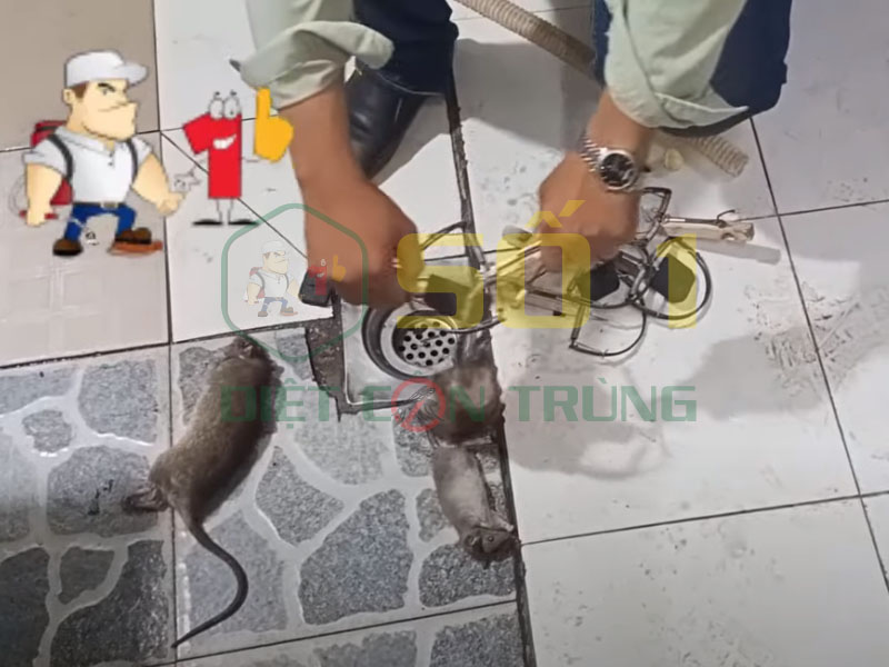 Quy trình dịch vụ diệt chuột tại quận Gò Vấp của Công Ty Diệt Côn Trùng Số 1 