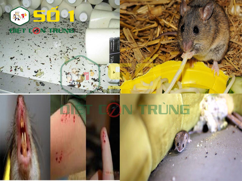 Chuột ảnh hưởng đến đời sống con người