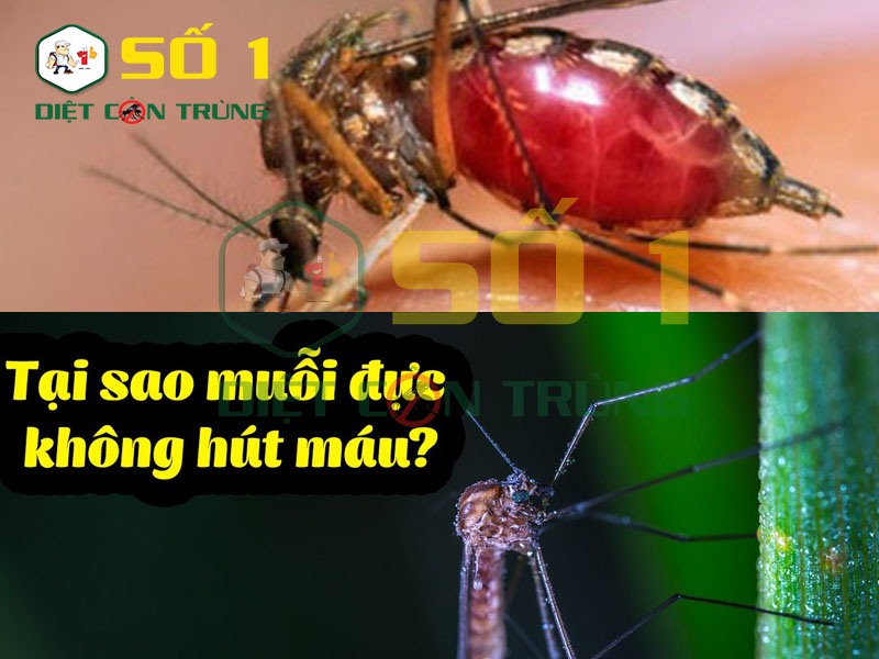 Loài muỗi ăn gì