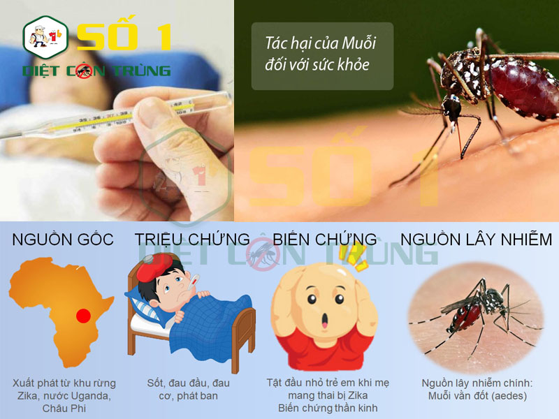 Ảnh hưởng của muỗi đến con người 