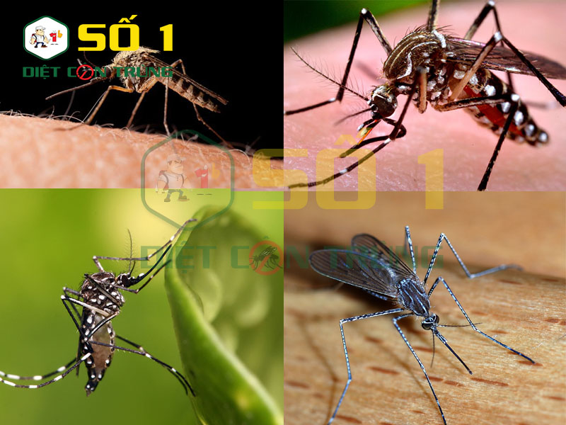 Thông tin tổng quan loài muỗi