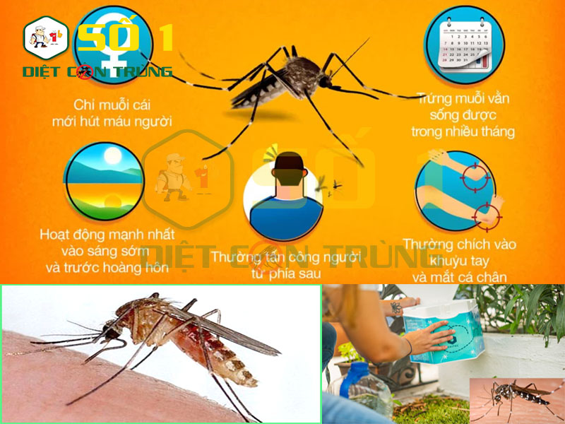 Tập tính các loài muỗi gây bệnh