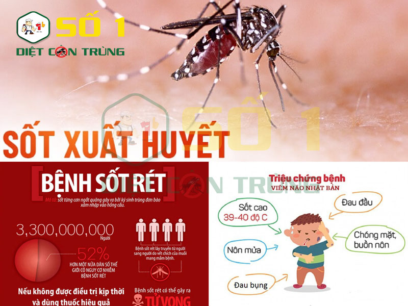 Muỗi lây nhiễm bệnh cho con người