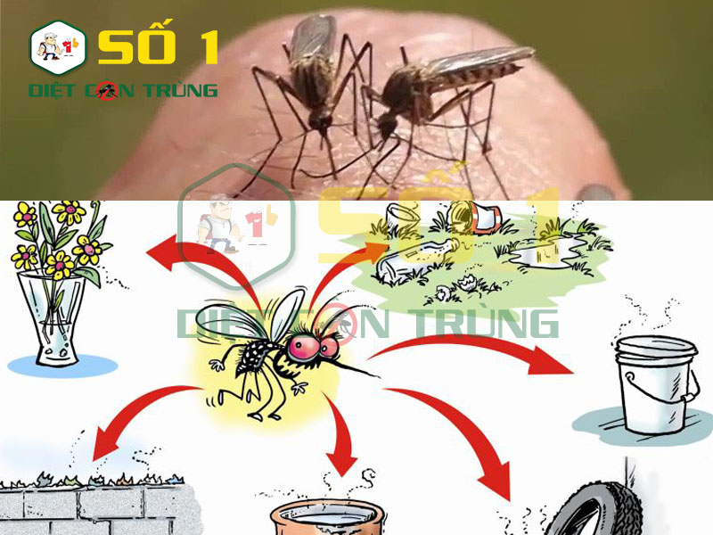 Tập tính và thói quen của muỗi