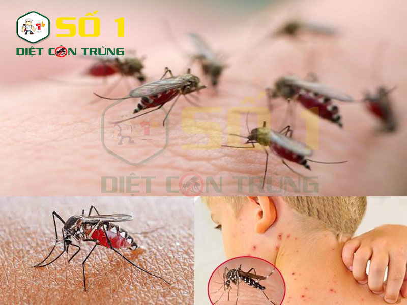 Muỗi và những tác hại