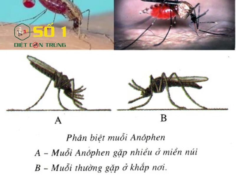 phân biệt muỗi thường gặp