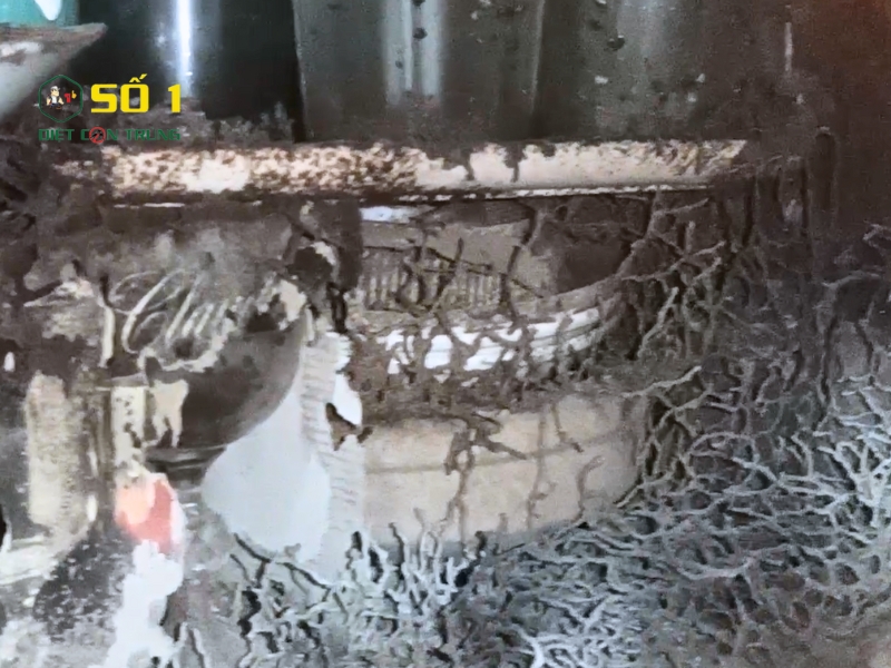 Dịch Vụ Diệt Mối Phường Sài Gòn – Giải Pháp An Toàn & Tận Gốc Cho Mọi Gia Đình 2 tác hại của mối phường sài gòn
